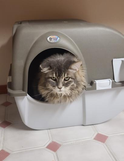 Roll and clean hot sale litter box reviews