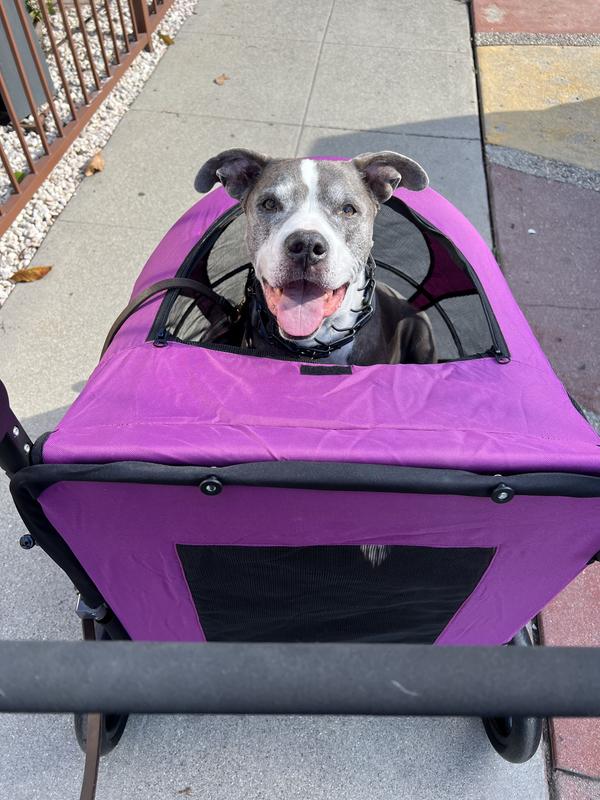 PET GEAR Expedition NoZip Dog & Cat Stroller, Boysenberry