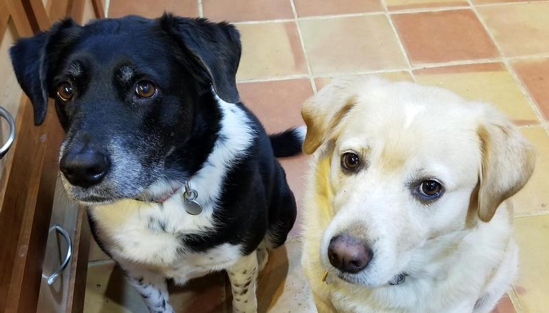 You have food?  I like food.