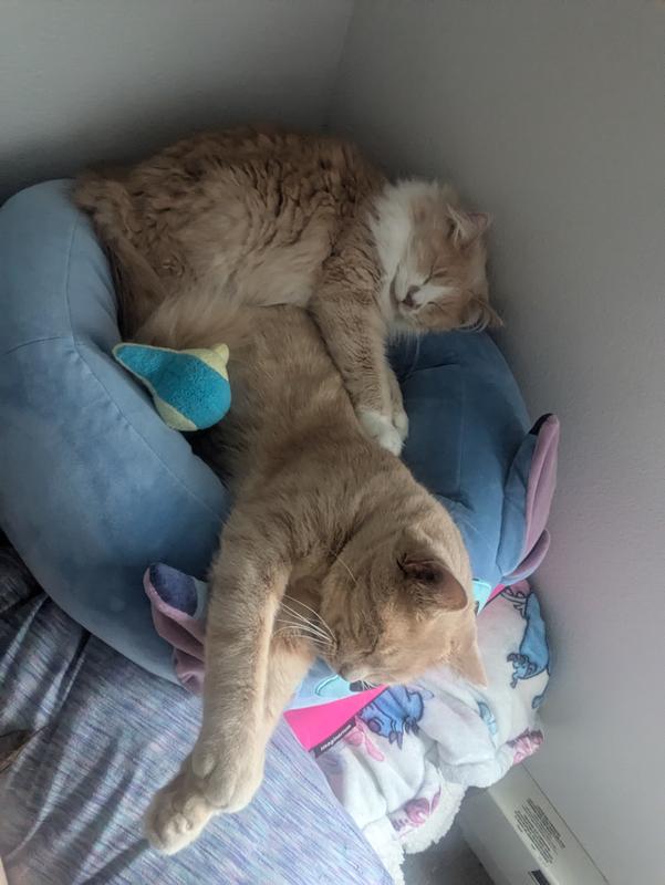 My boys love sharing the stitch bed