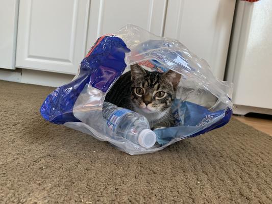 Diamond naturals on sale kitten food review
