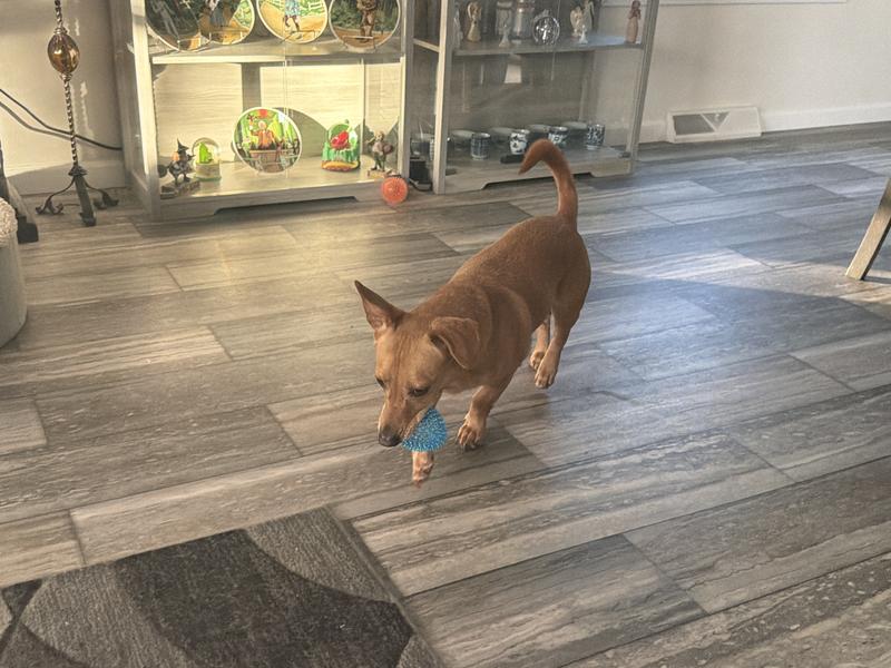 Loves his football!!