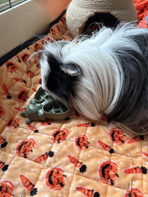 Lennie inspecting his new chew