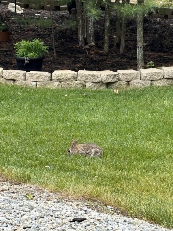 Wild rabbit eating the treats I gave him or her