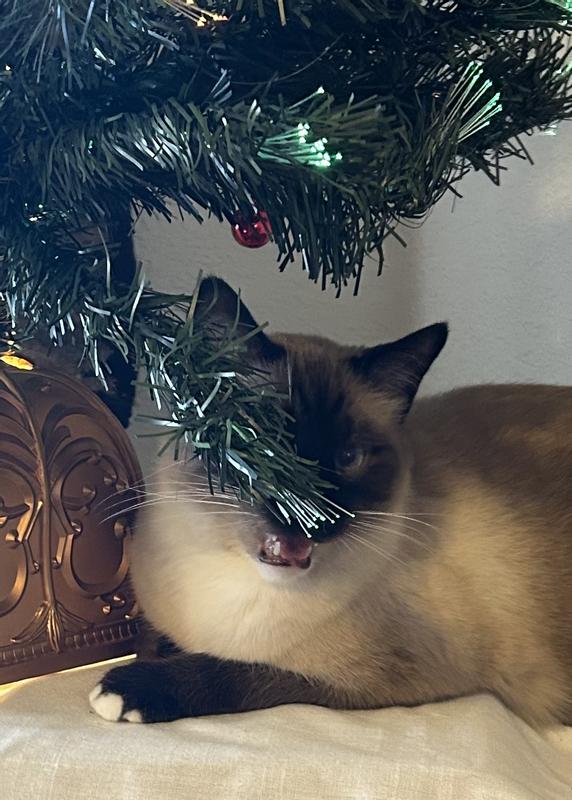 His Lordship Sir Thomas