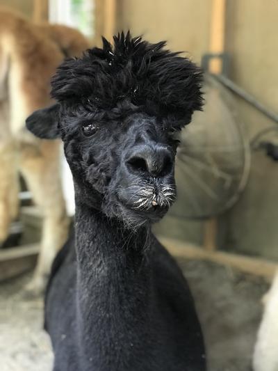 Miss Luna 6 years old