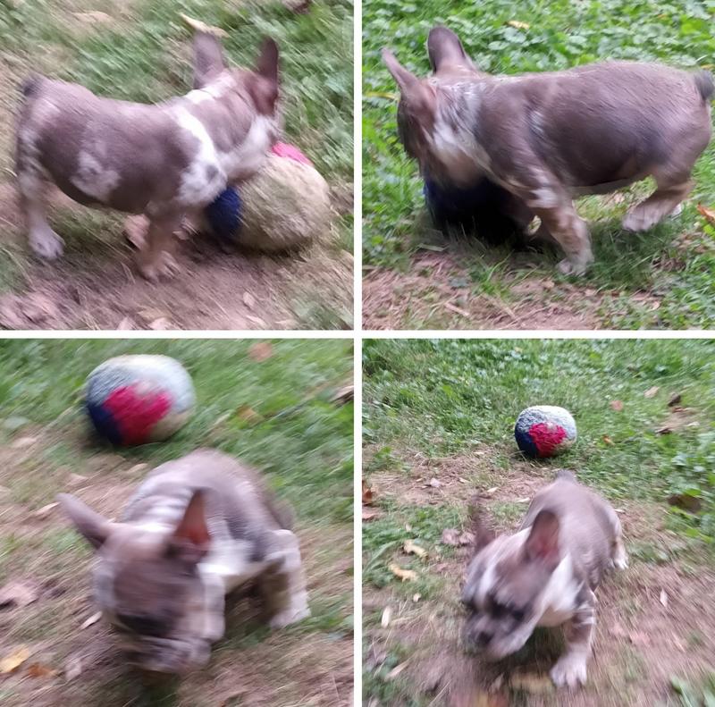 Playing just a waiting that chewy box