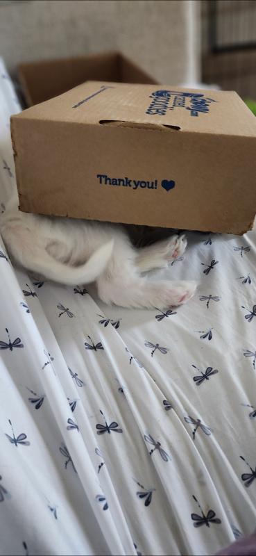 Our foster Mama and her 7 Littles say Thank you for helping their foster parents navigate this first time experience.