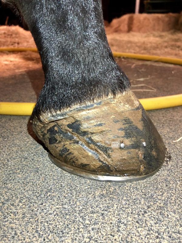 Use on coronary band and pasterns for cooling done puffiness