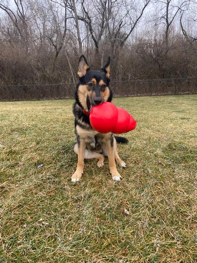 Growing Up With Chewy: Kong Wobbler Dog Toy – Makeup In Montana