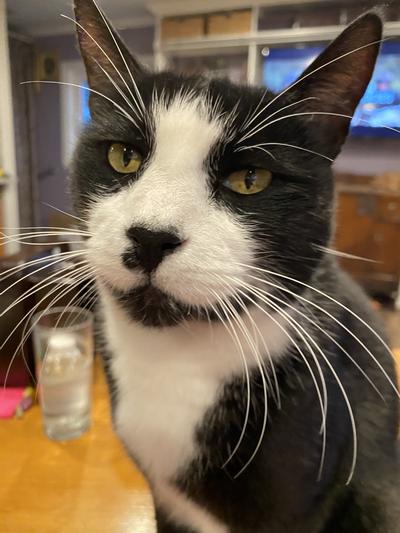 BUGSY aka Kitty Puss