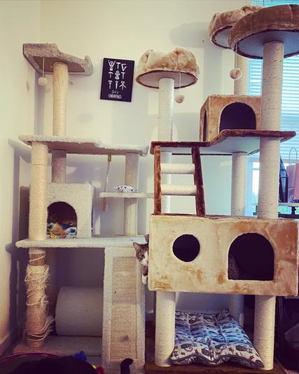 Kitty mansions beverly hills hotsell cat tree