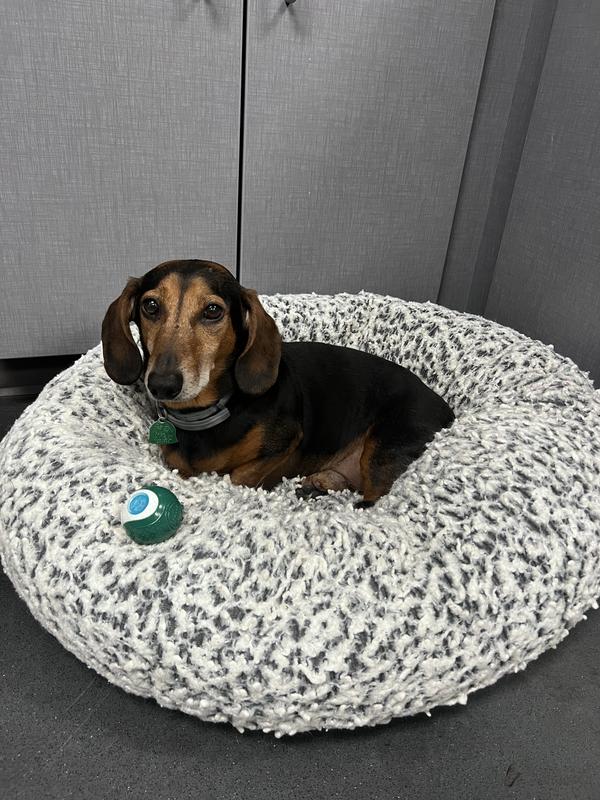 Size small ball next to standard 20lb Dachshund