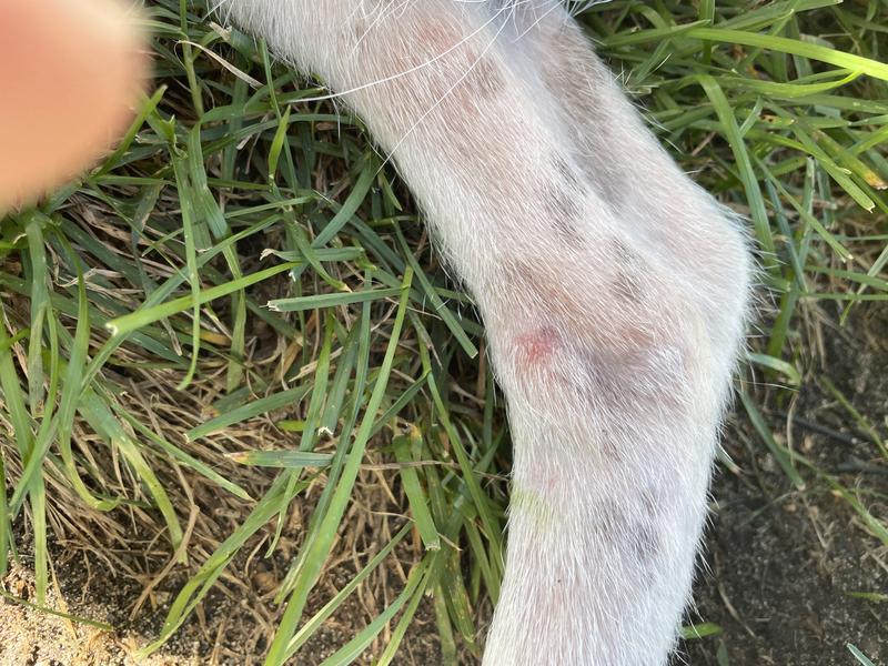 Still red, but wound is healing