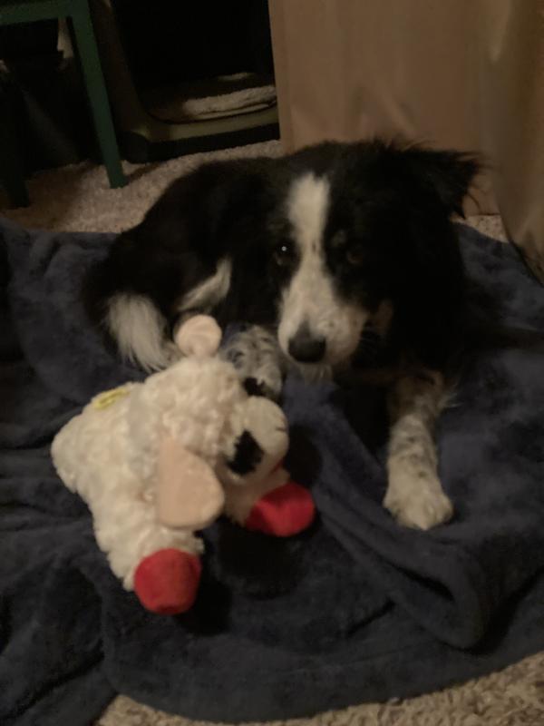 She loves her lamb chop