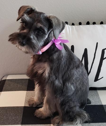 My first big girl groom