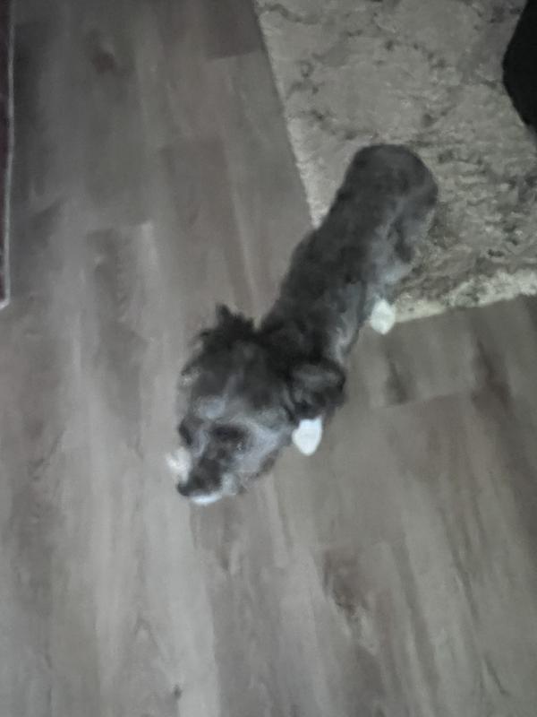 Made my dog sick, lost weight