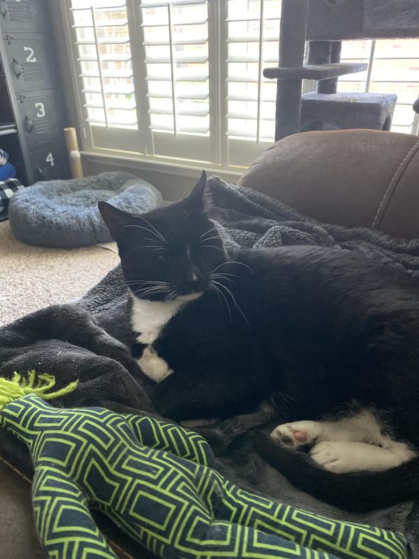 Uno recovered and healthy!