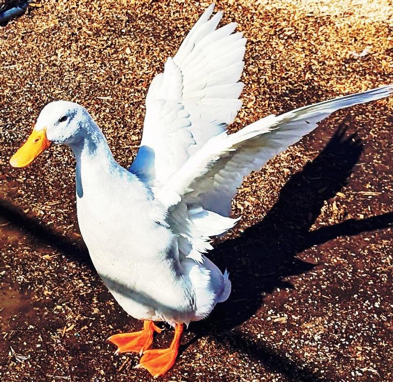 Dylan the Pekin having a stretch