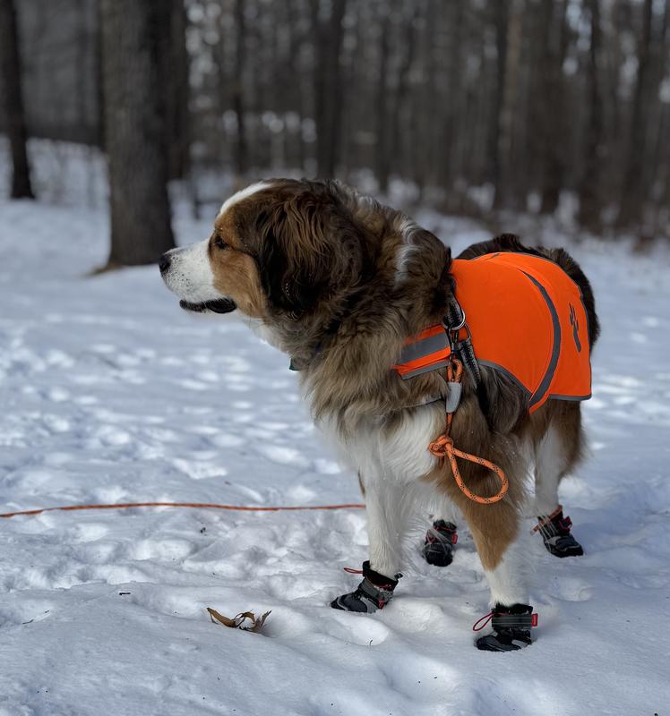 Great Pyrenees/Bernese Mtn Dog mix after 1 mile test run