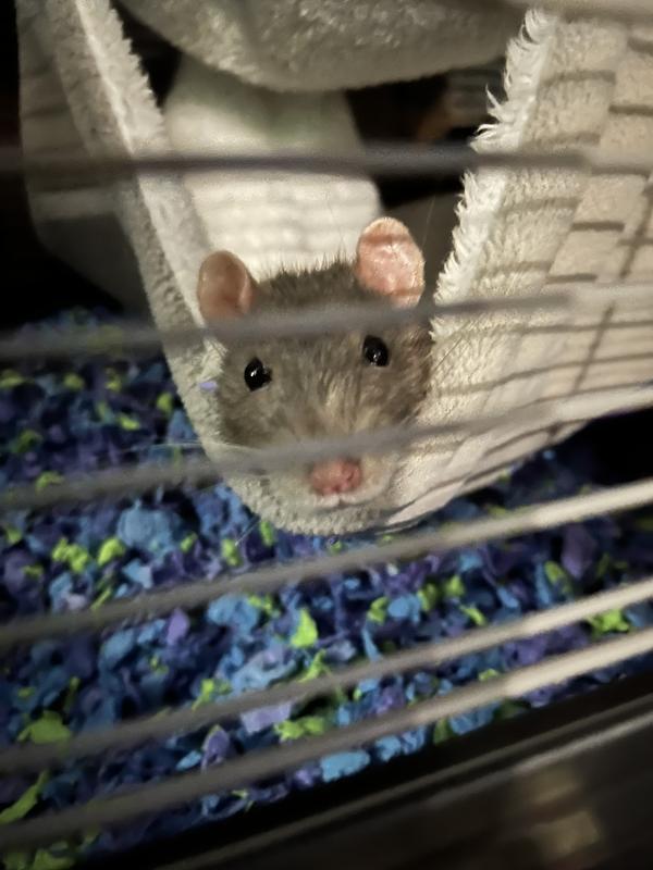 this is stormy my 2 year old russian blue female rat!