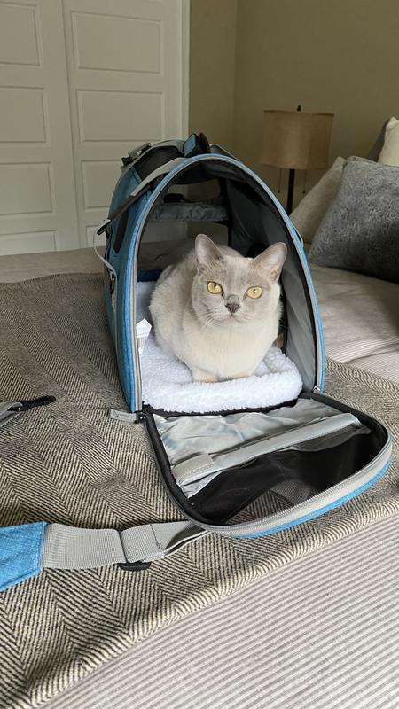 She wants to be in it all the time. Even after a vet visit!