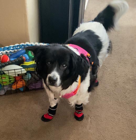 Discontinued FRISCO AntiSlip Extended Cuff Length Dog Boots, Red, Size 4, Size 4