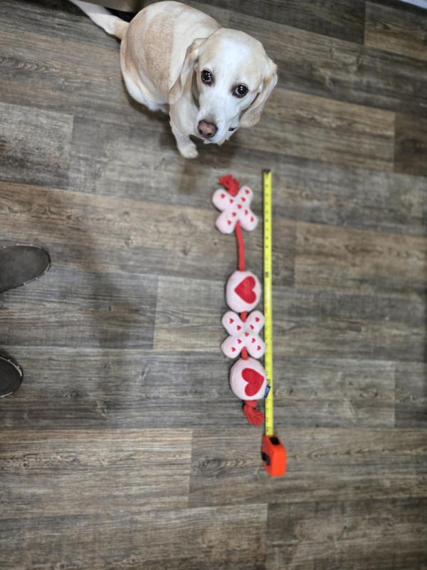 Beagle playmate inspection