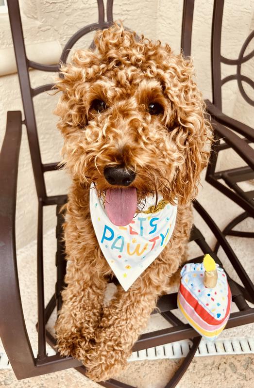 MY Doodle loves this kibble