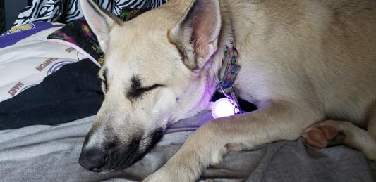 SpotLit® Rechargeable Collar Light - Disc-O Tech™