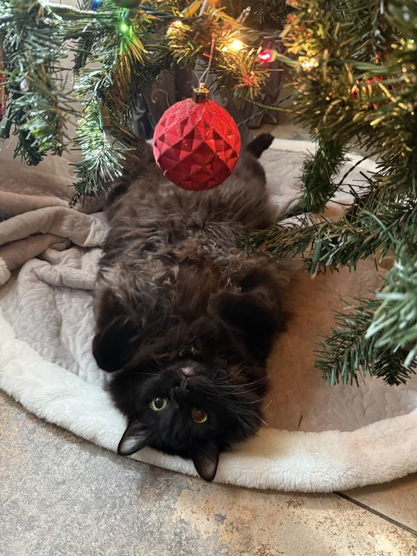 Hims is fat and happy and ready for Christmas ❤️💚