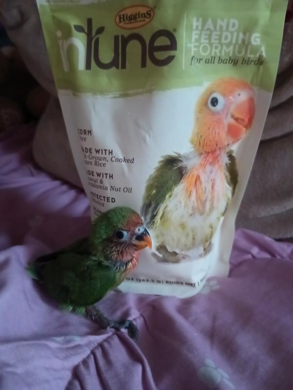 HIGGINS inTune Hand Feeding for All Baby Birds Food, 10-oz bag - Chewy.com