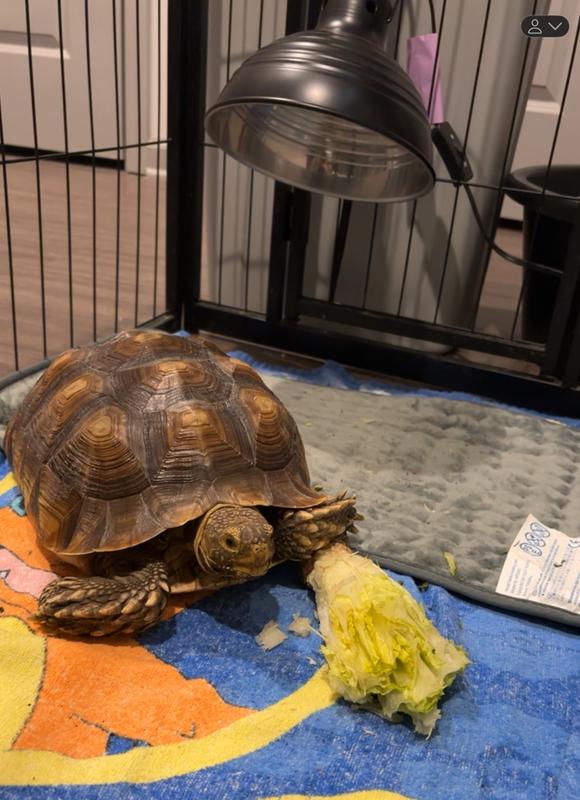 Worked great as a heat source for my tortoise! Even temporarily inside due to our cold temperatures, it helped keep his temperature until he could be returned to his home.