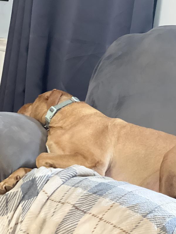 Couch potato