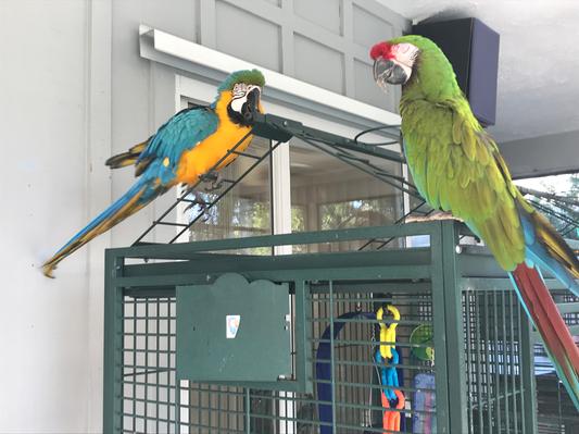 Elvis and Sampson