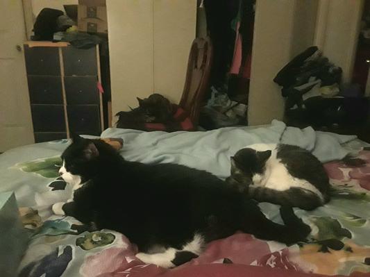 The black and white is 19 and white Calico is 20.