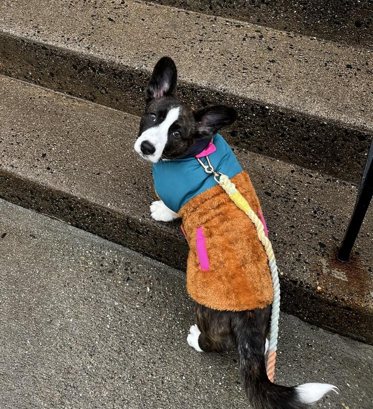 Frisco Medium Weight Retro Colorblock Mixed Media Dog & Cat Coat