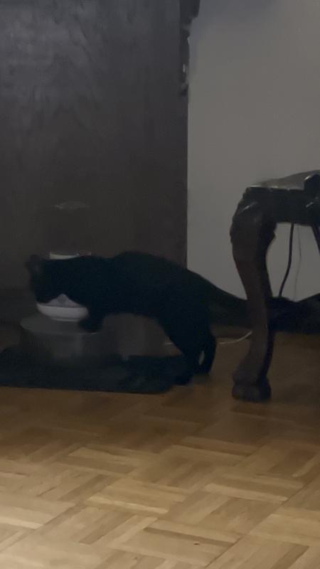 My cats don’t like these mats