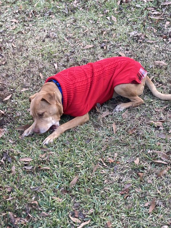 Scout with her ball and sweater