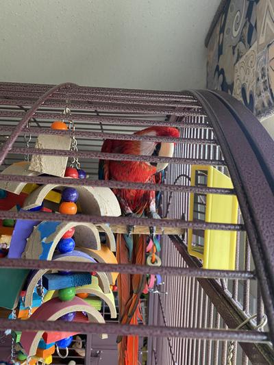 I need my favorite toy after shower