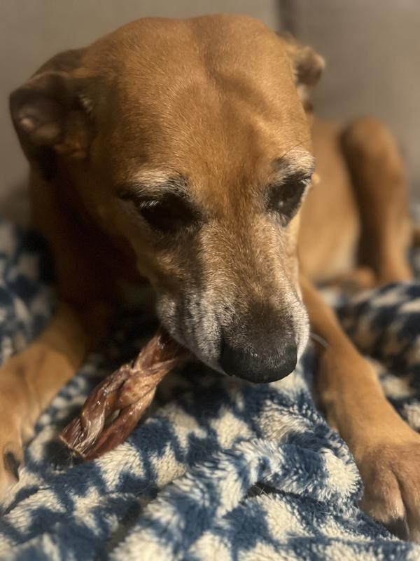 Lennon (Shetland Sheepdog mix) Verucca ( Lab mix)