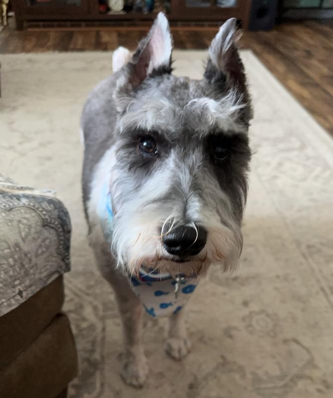 Feeling much better and requesting a treat.