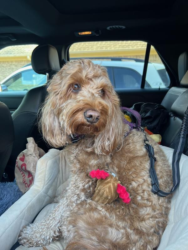 Our perfectly beautiful Lexy (sometimes 😉🥰).