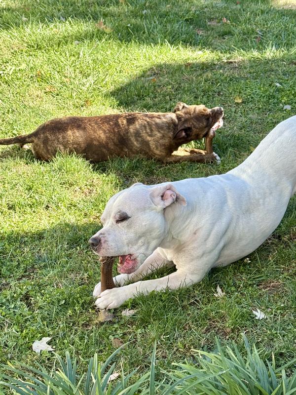 Both dogs absolutely love these