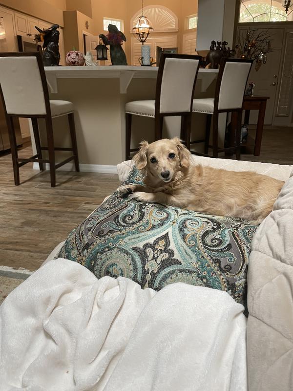 made my mini dachshund sick