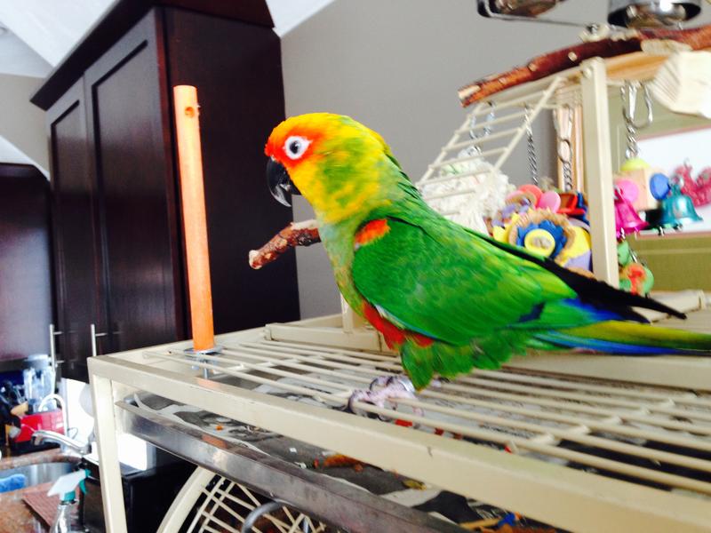 Golden capped conure