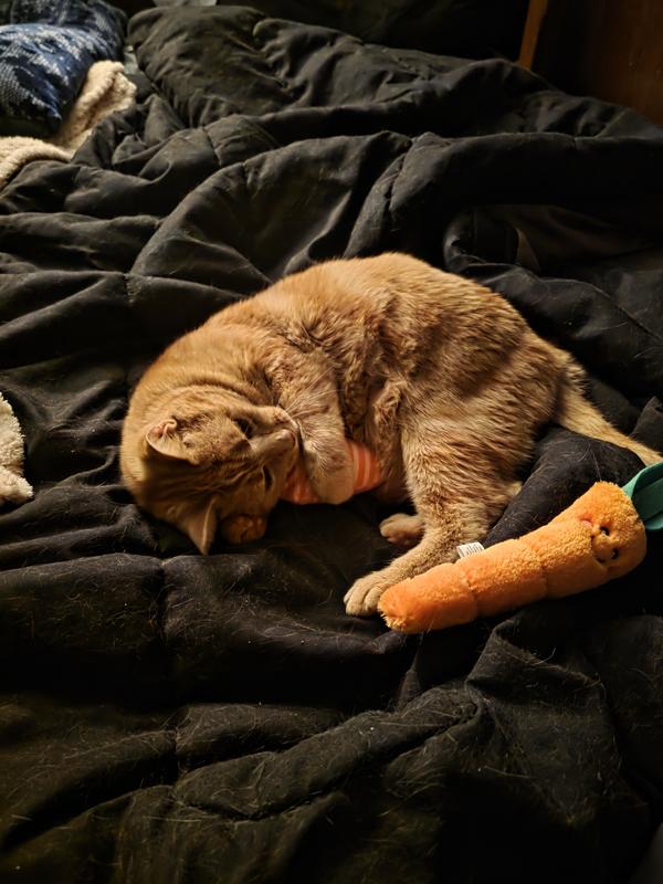 The Wild Bootz with his toys on my brother's bed.