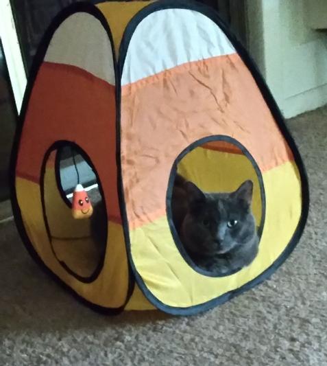 Chewy cat outlet tent