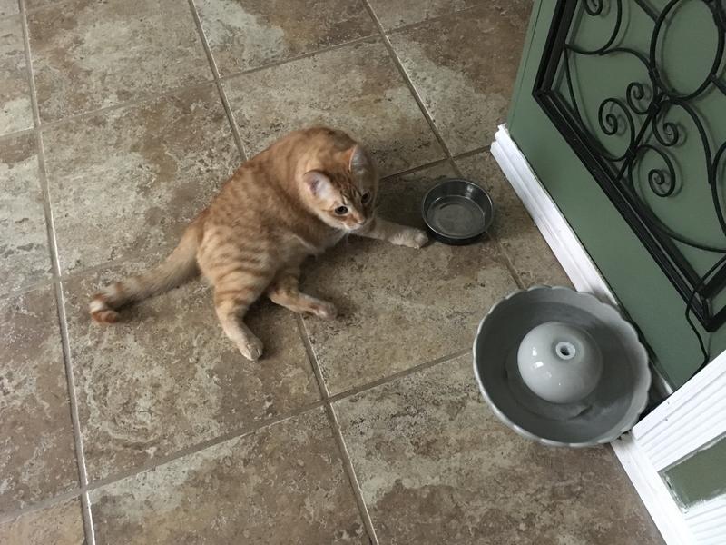 When did you say the next meal was?