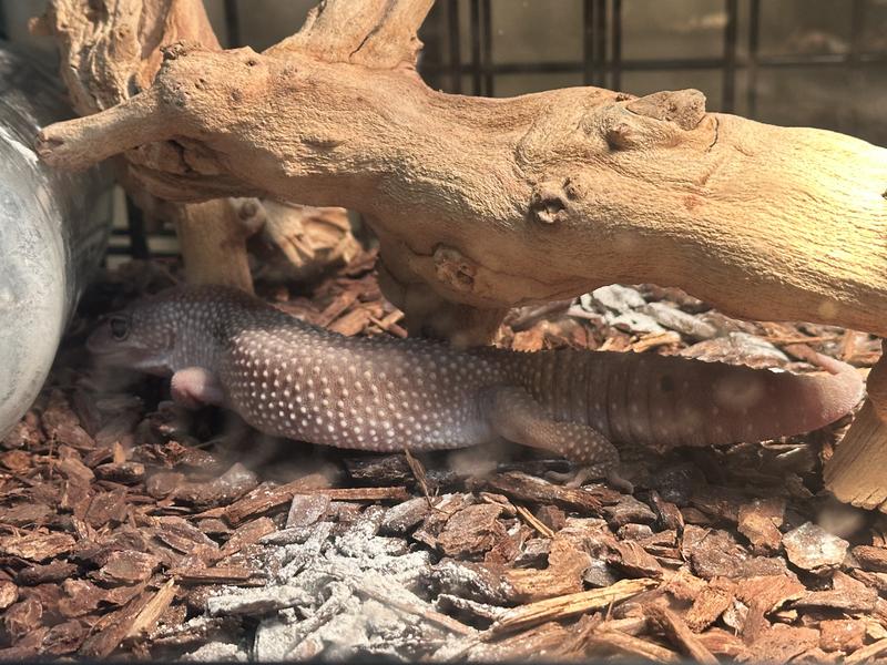 Leopard gecko and the branch